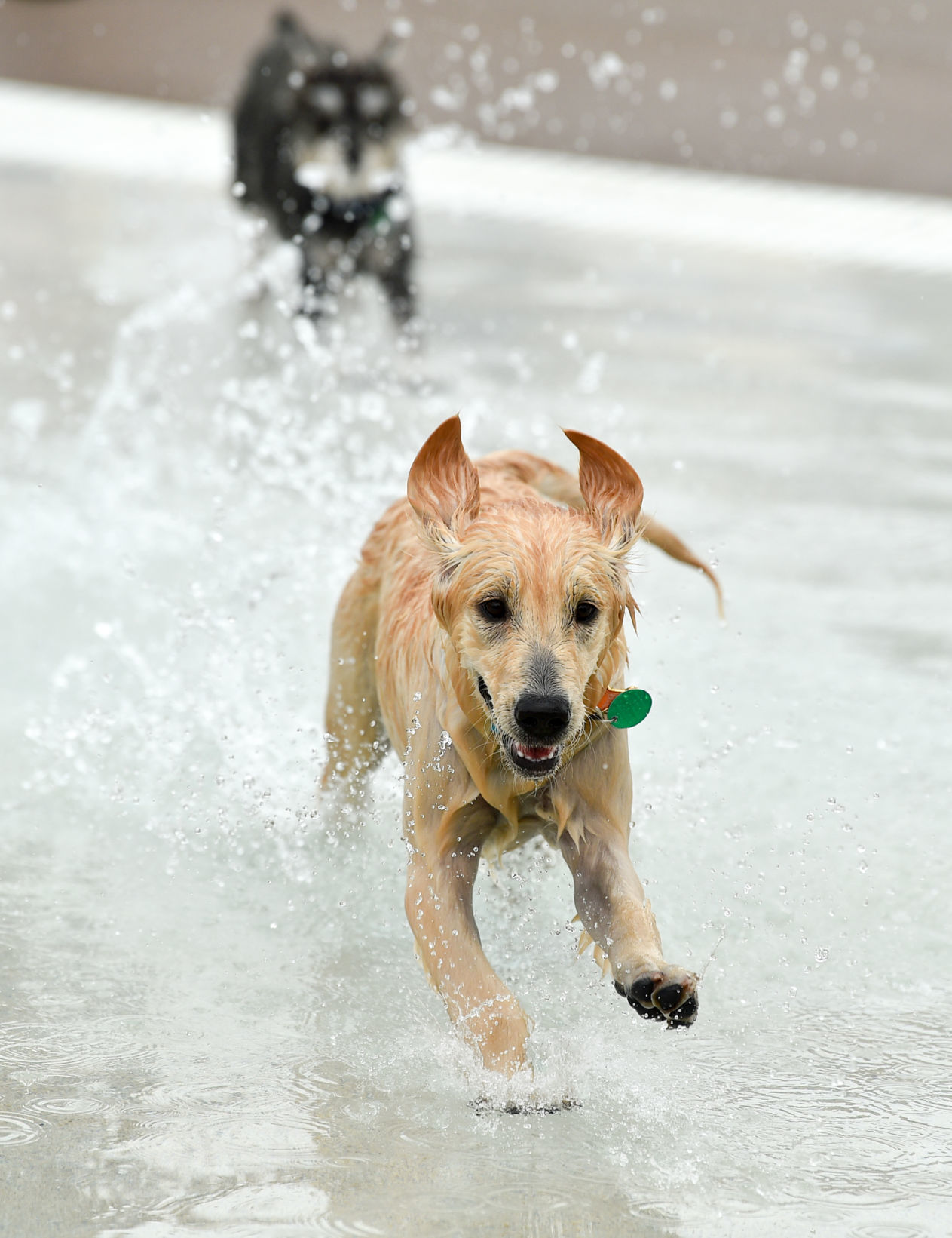 082919-bet-doggysplash-078a.JPG